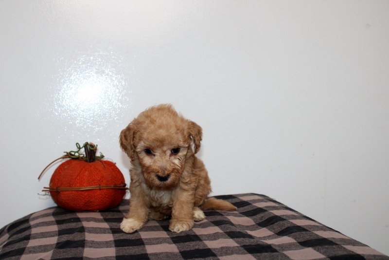 puppy, for, sale, Mini Golden Doodle F2B, Matthew B. Stoltzfus, dog, breeder, Gap, PA, dog-breeder, puppy-for-sale, forsale, nearby, find, puppyfind, locator, puppylocator, aca